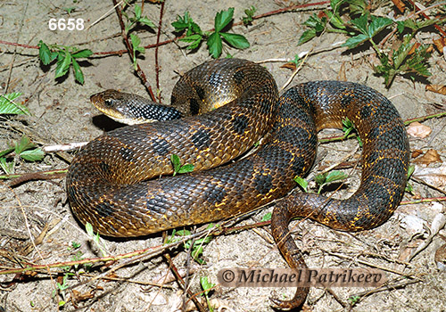 Eastern Hognose Snake (Heterodon platirhinos)